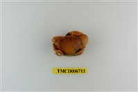 藏品(光輝圓扇蟹)的圖片
